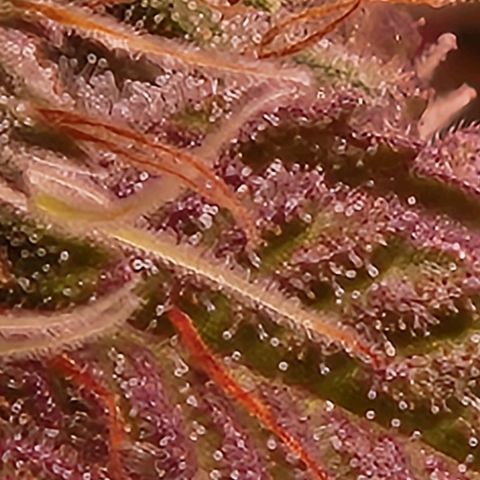 Heisenberg growlog timeline photo