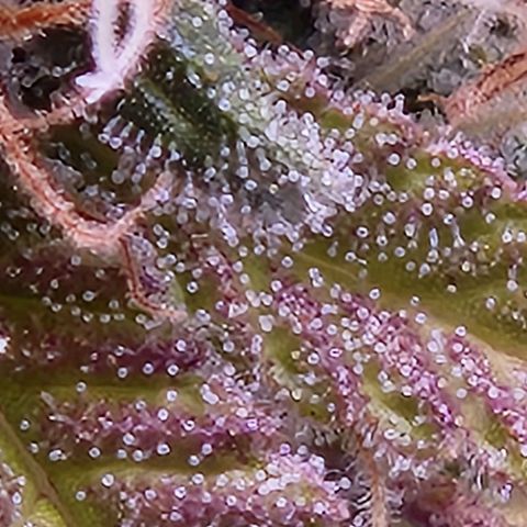BeetleJuice growlog timeline photo