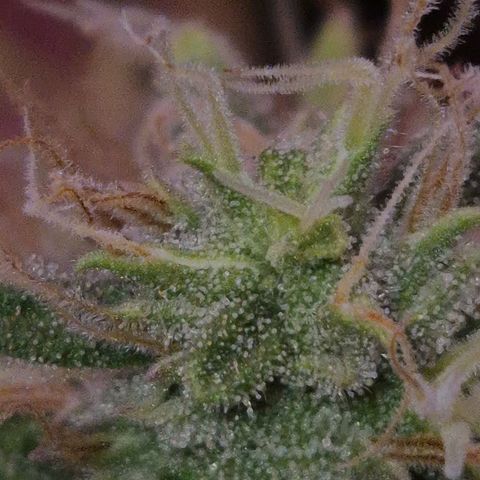 BeetleJuice growlog photo: Pistilos recheados, todos leitosos mas ainda nenhum âmbar