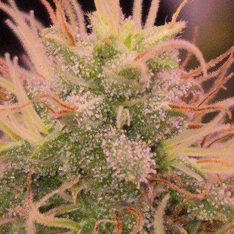BeetleJuice growlog photo: Pistilos recheados, todos leitosos mas ainda nenhum âmbar