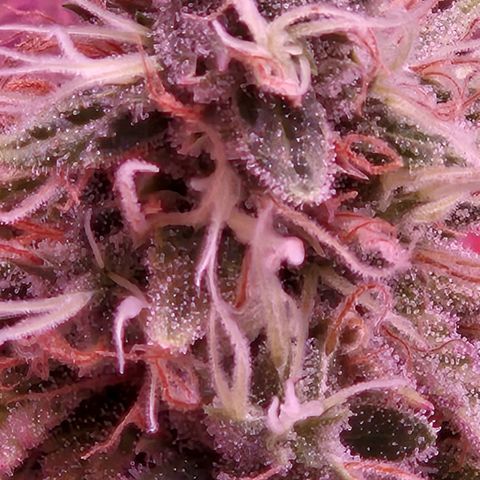 Heisenberg growlog photo: Pistilos transparentes, ainda deve ir pelo menos 2 semanas ate a 🔪 