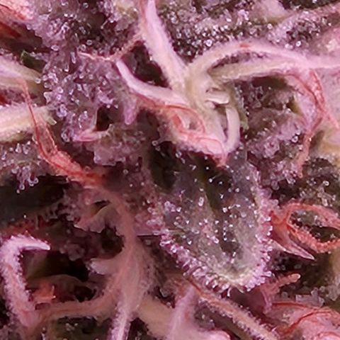 Heisenberg growlog photo: Pistilos transparentes, ainda deve ir pelo menos 2 semanas ate a 🔪 