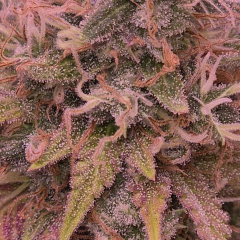 BeetleJuice growlog photo: Pistilos recheados, todos leitosos mas ainda nenhum âmbar