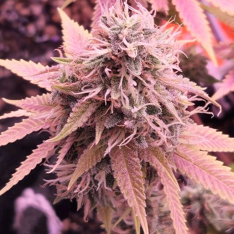 Heisenberg growlog photo: Pistilos transparentes, ainda deve ir pelo menos 2 semanas ate a 🔪 