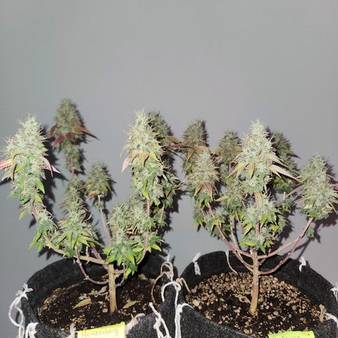 Heisenberg growlog timeline photo