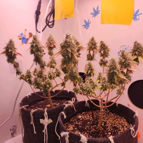 Heisenberg growlog timeline photo