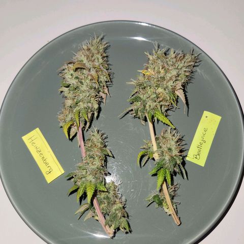 Heisenberg growlog timeline photo