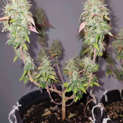 Heisenberg growlog timeline photo