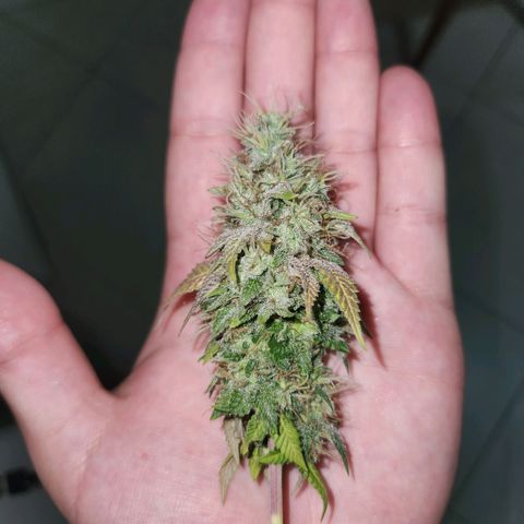 Heisenberg growlog timeline photo