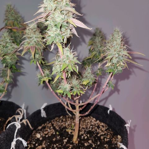 BeetleJuice growlog timeline photo