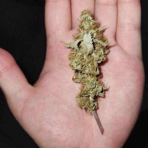 Heisenberg growlog timeline photo