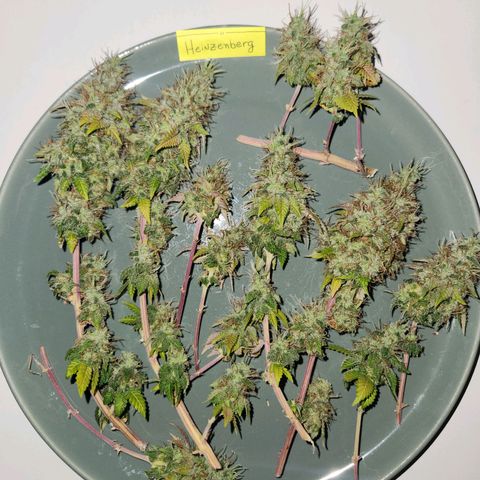 Heisenberg growlog timeline photo