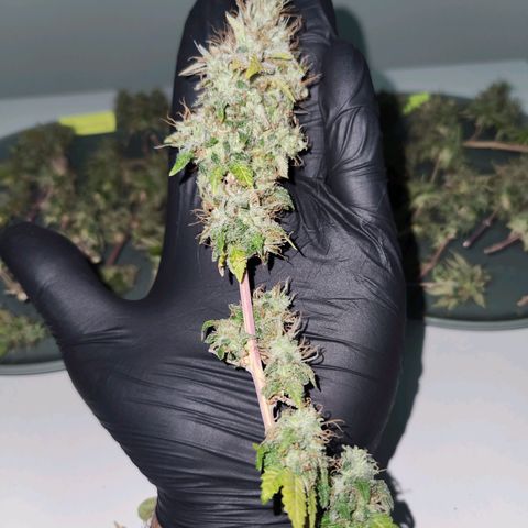 Heisenberg growlog timeline photo