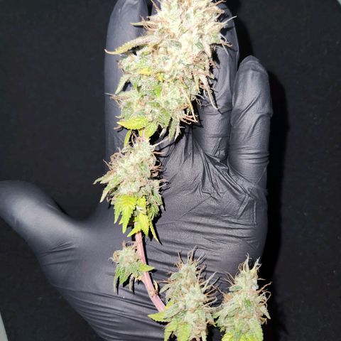 BeetleJuice growlog timeline photo