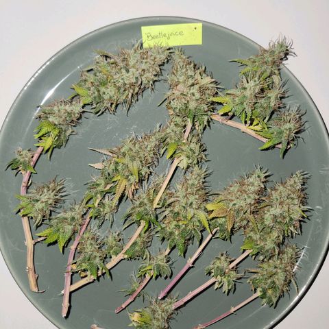 BeetleJuice growlog timeline photo