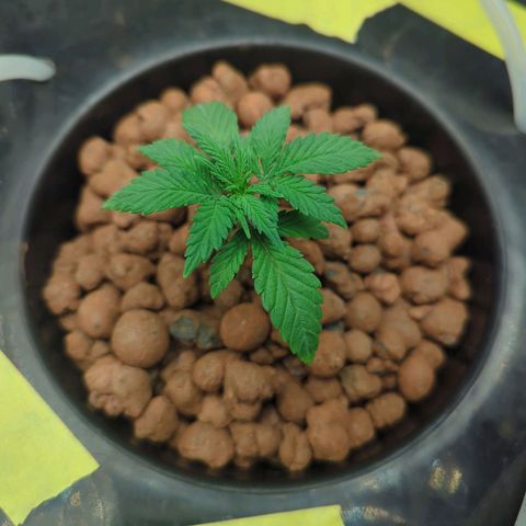 Royal Runtz #1 growlog timeline photo