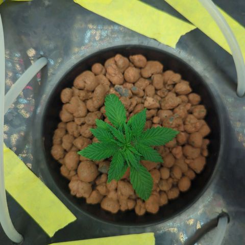 Royal Runtz #1 growlog timeline photo