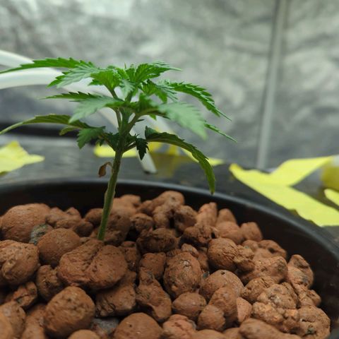 Royal Runtz #1 growlog timeline photo
