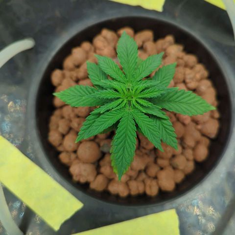 Royal Runtz #1 growlog timeline photo