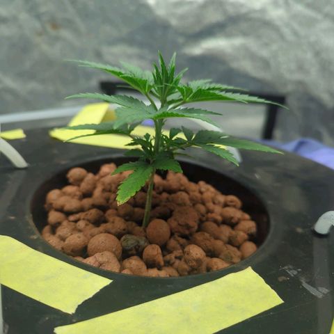 Royal Runtz #1 growlog timeline photo