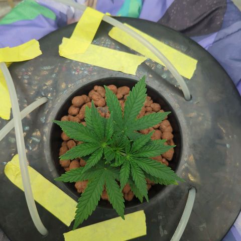 Royal Runtz #1 growlog timeline photo