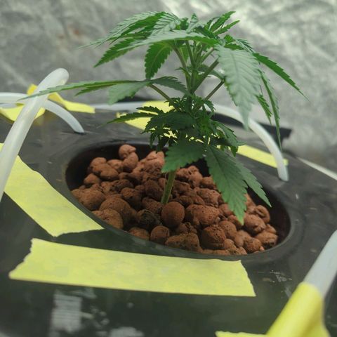 Royal Runtz #1 growlog photo: Started my advanced nutrient line today! Can't wait to see the results in a few weeks