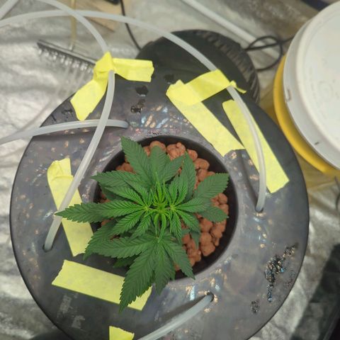 Royal Runtz #1 growlog photo: Started my advanced nutrient line today! Can't wait to see the results in a few weeks