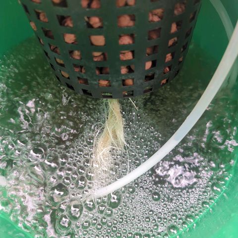 Royal Runtz #1 growlog photo: Started my advanced nutrient line today! Can't wait to see the results in a few weeks