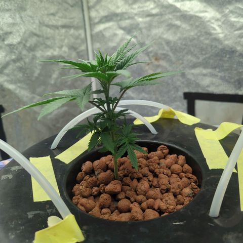 Royal Runtz #1 growlog timeline photo