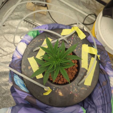 Royal Runtz #1 growlog timeline photo
