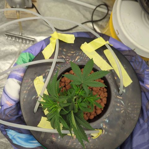 Royal Runtz #1 growlog timeline photo
