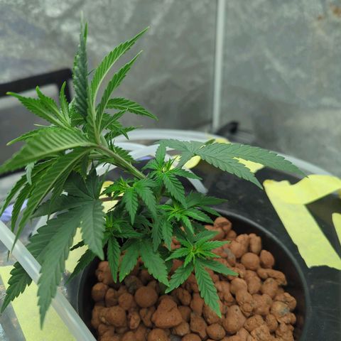 Royal Runtz #1 growlog timeline photo