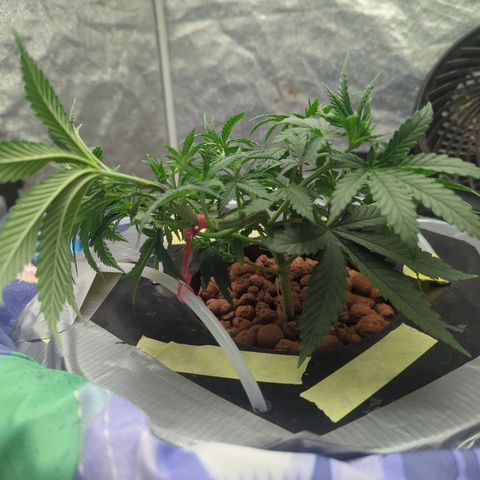 Royal Runtz #1 growlog timeline photo