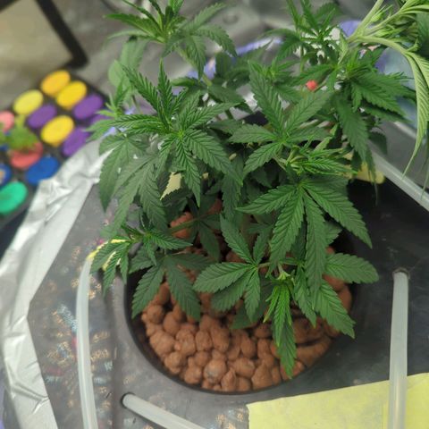 Royal Runtz #1 growlog timeline photo