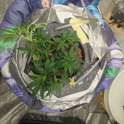 Royal Runtz #1 growlog timeline photo