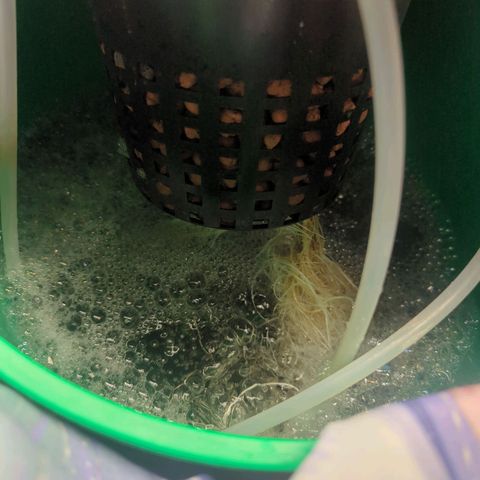 Royal Runtz #1 growlog timeline photo