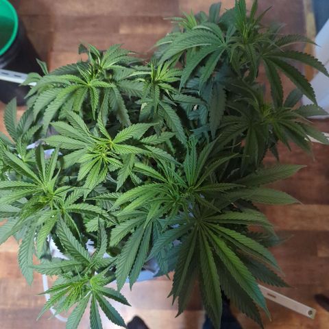 Royal Runtz #1 growlog timeline photo
