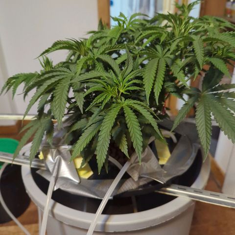 Royal Runtz #1 growlog timeline photo