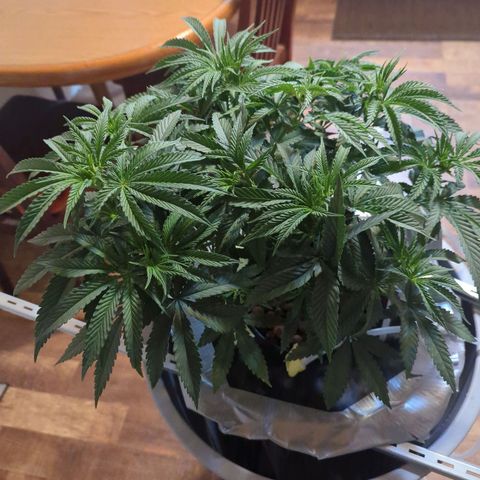 Royal Runtz #1 growlog timeline photo