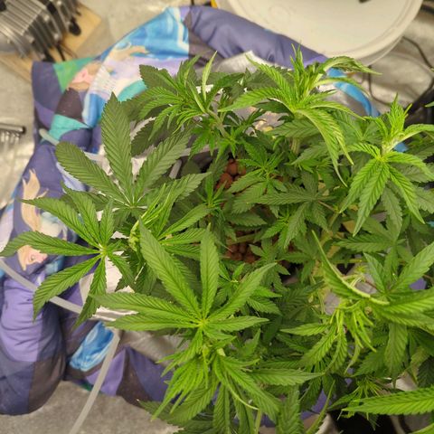 Royal Runtz #1 growlog timeline photo