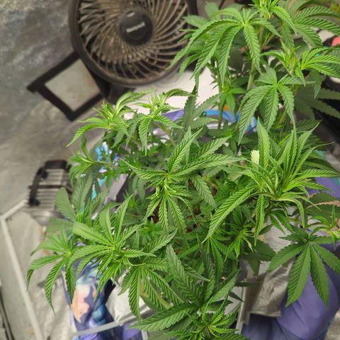 Royal Runtz #1 growlog timeline photo