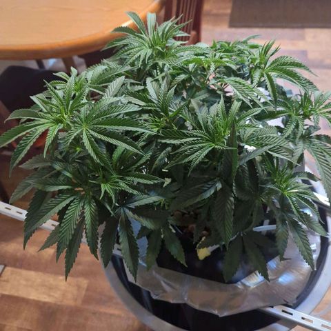 Royal Runtz #1 growlog timeline photo