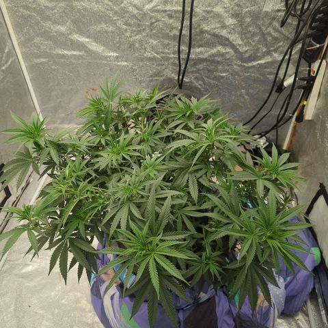 Royal Runtz #1 growlog timeline photo