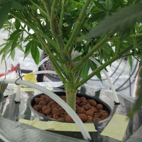 Royal Runtz #1 growlog timeline photo