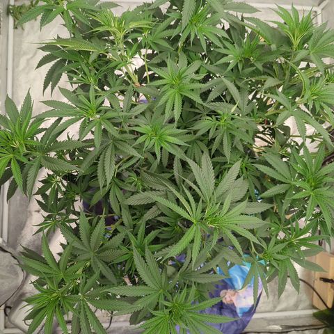 Royal Runtz #1 growlog timeline photo