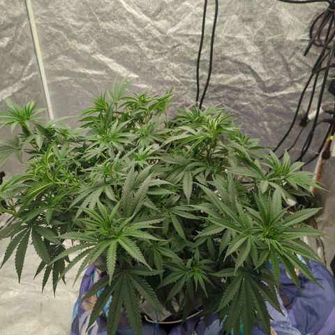 Royal Runtz #1 growlog timeline photo