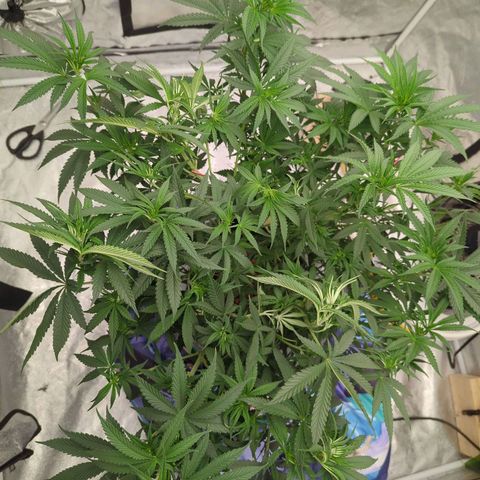 Royal Runtz #1 growlog timeline photo