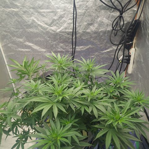 Royal Runtz #1 growlog photo: Will it fill the 4'x4' tent we shall see. Testing the difference between no topping and just doing LST. I'm seeing a significant difference in plant overall health. Seems to bounce back faster every time she is trimmed. Or the stalk was mildly broken. Definitely don't see the effects of slowing growth like there is once being topped. 

Also after trying many different nutrient lines. I am a firm believer in advanced nutrients. By far the best growth I have seen overall day by day. Very excited to see the monster colas start forming!