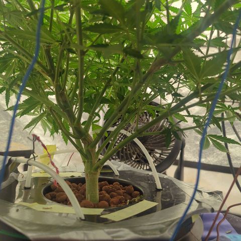 Royal Runtz #1 growlog photo: Will it fill the 4'x4' tent we shall see. Testing the difference between no topping and just doing LST. I'm seeing a significant difference in plant overall health. Seems to bounce back faster every time she is trimmed. Or the stalk was mildly broken. Definitely don't see the effects of slowing growth like there is once being topped. 

Also after trying many different nutrient lines. I am a firm believer in advanced nutrients. By far the best growth I have seen overall day by day. Very excited to see the monster colas start forming!