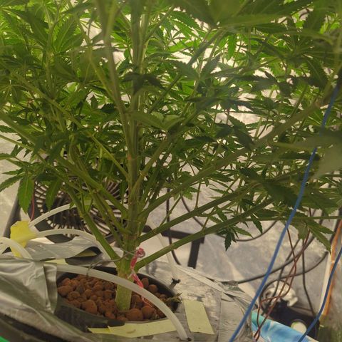Royal Runtz #1 growlog photo: Will it fill the 4'x4' tent we shall see. Testing the difference between no topping and just doing LST. I'm seeing a significant difference in plant overall health. Seems to bounce back faster every time she is trimmed. Or the stalk was mildly broken. Definitely don't see the effects of slowing growth like there is once being topped. 

Also after trying many different nutrient lines. I am a firm believer in advanced nutrients. By far the best growth I have seen overall day by day. Very excited to see the monster colas start forming!